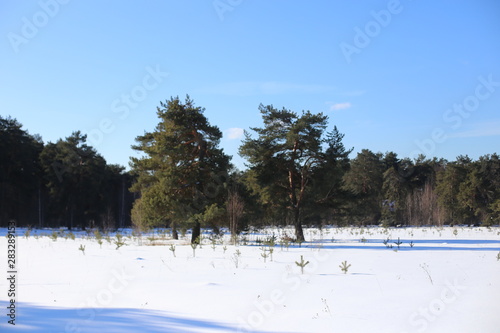 winter landscape