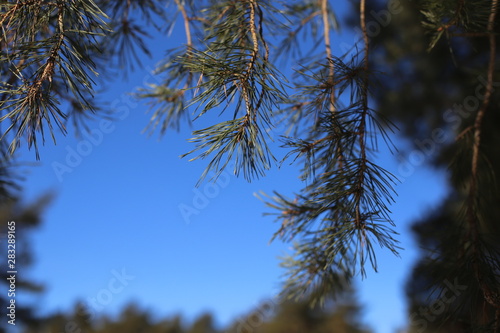pine tree