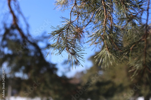 pine tree in winter