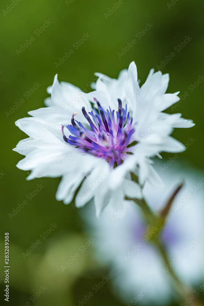 beautiful white cornflower with purple stamen blooming in the garden with blurry green background beautiful white cornflower with purple stamen blooming in the garden with blurry green background