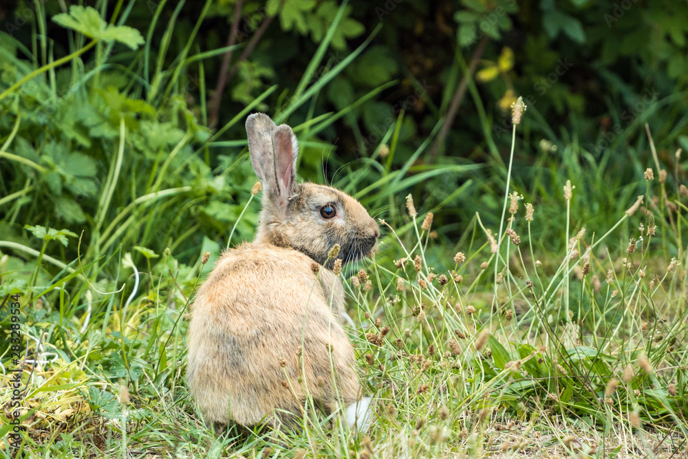 one cute brown bunny sitting on dense grass field nipping on tiny flowers in front of bushes one cute brown bunny sitting on dense grass field nipping on tiny flowers in front of bushes