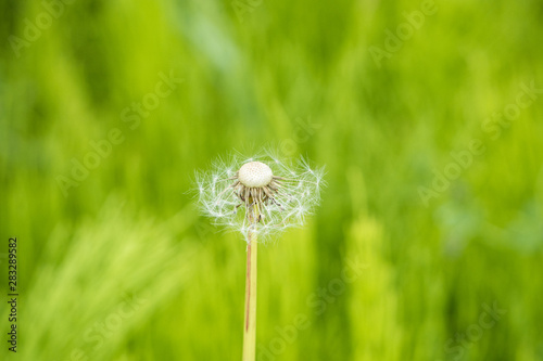 single dandelion flower with half of its petals in the field with blurry green background