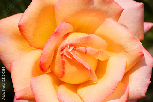 Yellow rose flower close up against a dark background