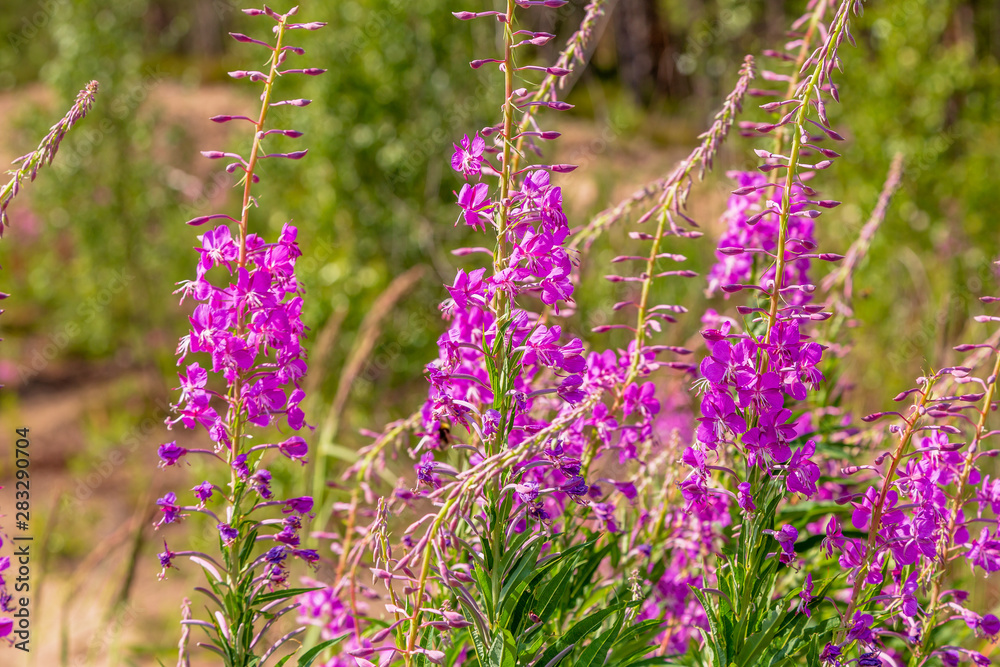 Purple flowers of fireweed, Rosebay Willowherb, Epilobium angustifolium, French willow, Ivan-tea in natural background, healthy tea, traditional medicine. Floral background.