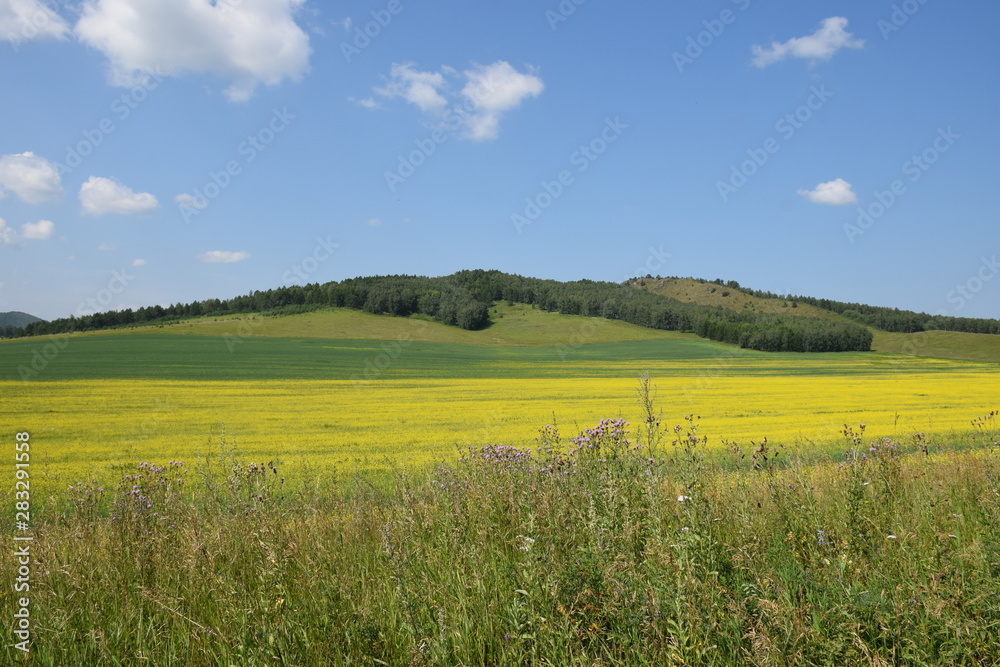 Obraz premium Siberia.Field