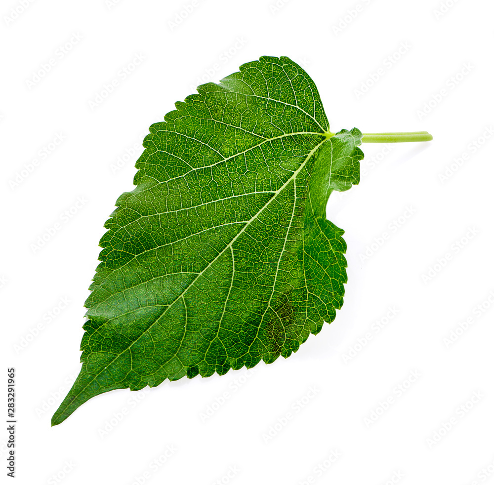 Fototapeta premium Green Mulberry leaf isolated on white background