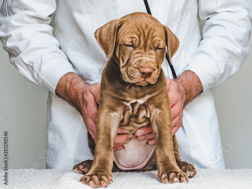 Young, charming puppy of chocolate color at the reception at the vet doctor. Close-up, isolated background. Studio photo. Concept of care, education, obedience training and raising of pets