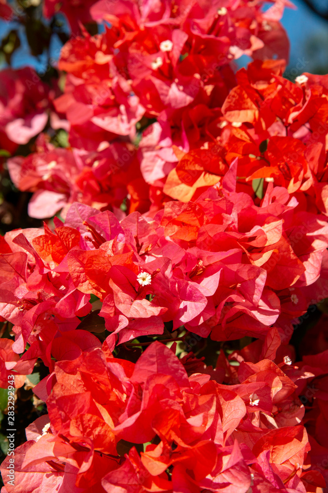 ブーゲンビリアの花、ニューカレドニア ブーゲンビリアの花、ニューカレドニア