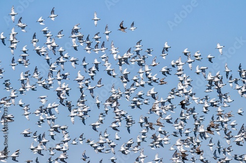 Flock of birds against blue sky 