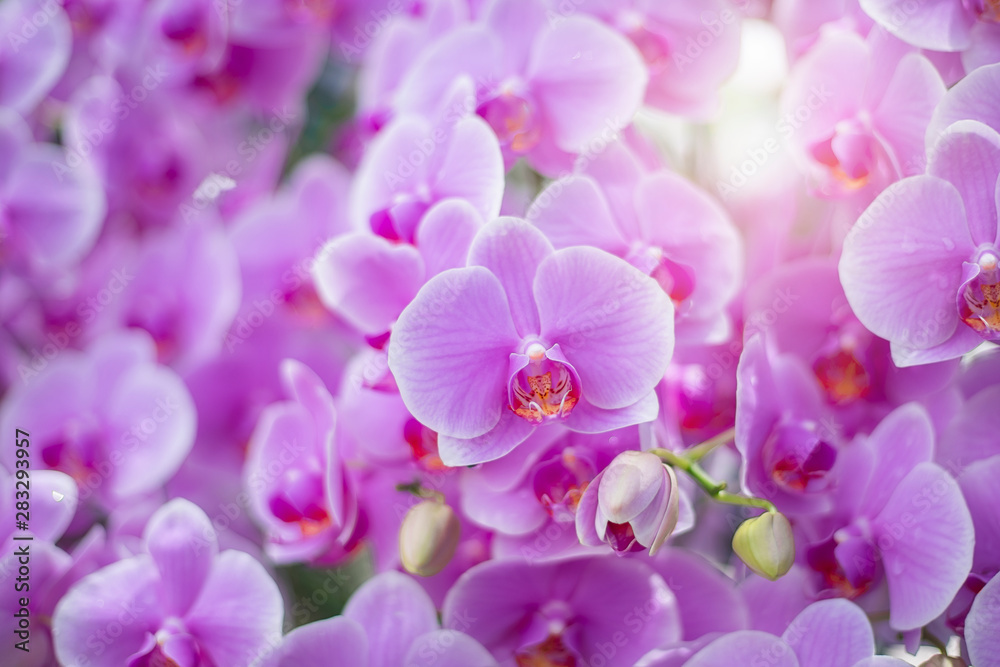 Close up of beautiful orchid flower in tropical garden, spring time season. - obrazy, fototapety, plakaty 