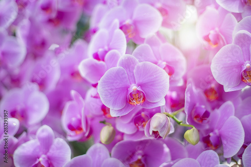 Fototapeta Close up of beautiful orchid flower in tropical garden, spring time season