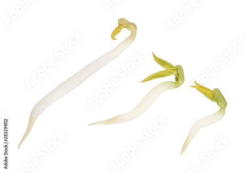 Pile of bean sprouts with white background