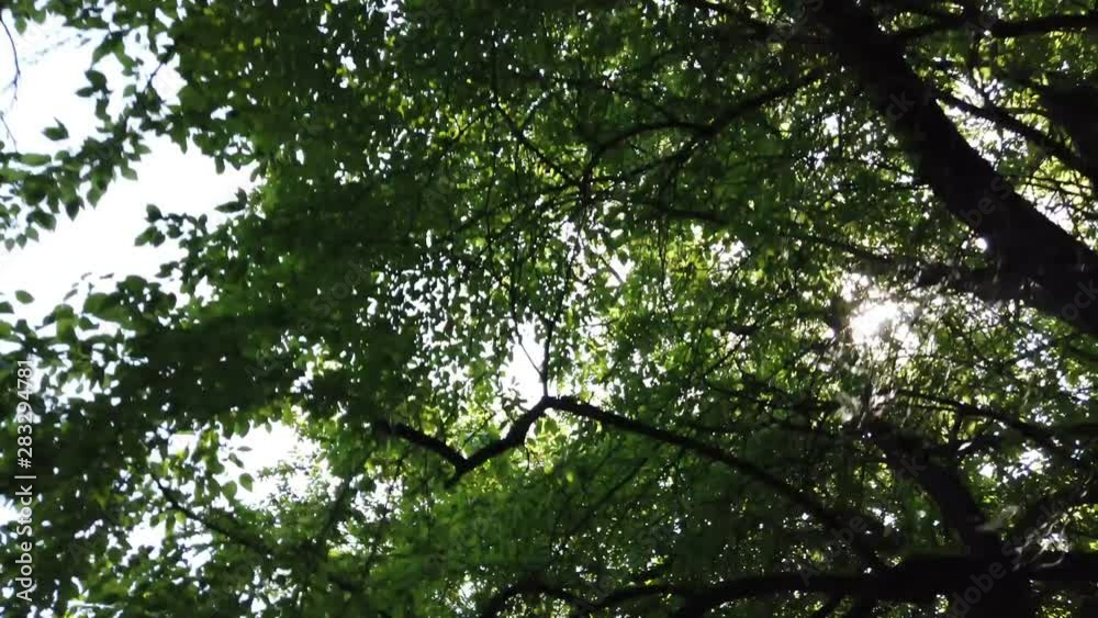 Moving camera looks up to the trees greenery, sun rays coming through the leafes Moving camera looks up to the trees greenery, sun rays coming through the leafes