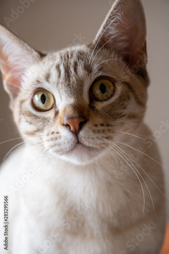 Australian Mist cat staring with yellow eyes © Atsushi