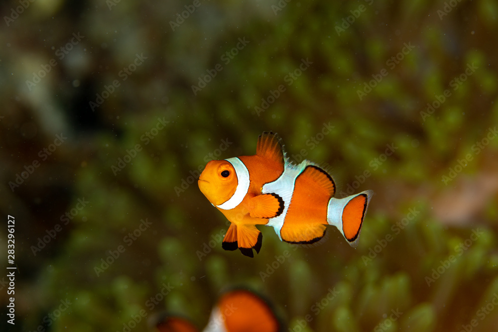 Clownfish or anemonefish are fishes from the subfamily Amphiprioninae in the family Pomacentridae Clownfish or anemonefish are fishes from the subfamily Amphiprioninae in the family Pomacentridae