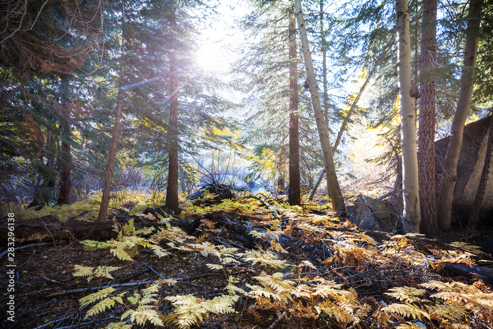 Fototapeta premium Autumn forest