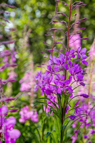 Purple flowers of fireweed  Rosebay Willowherb  Epilobium angustifolium  French willow  Ivan-tea in natural background  healthy tea  traditional medicine. Floral background.