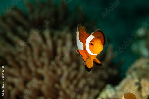 Clownfish or anemonefish are fishes from the subfamily Amphiprioninae in the family Pomacentridae