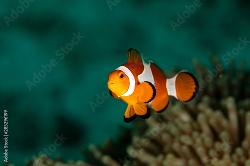 Clownfish or anemonefish are fishes from the subfamily Amphiprioninae in the family Pomacentridae