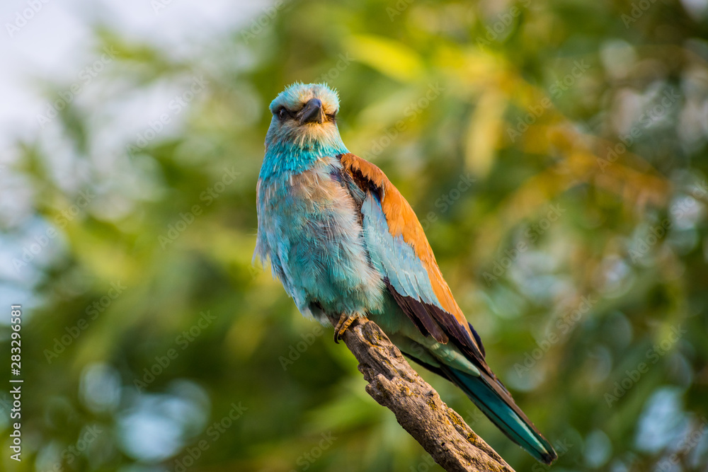 Fototapeta premium European roller Coracias garrulus in summer morning