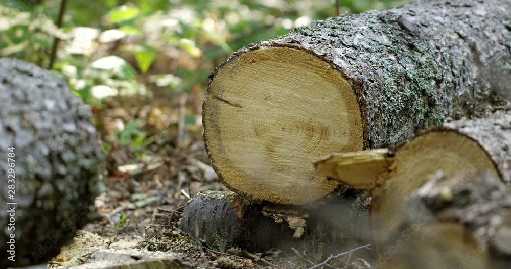 Freshly cut tree logs laying on forest floor - slowly zooming in Freshly cut tree logs laying on forest floor - slowly zooming in