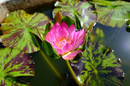 beautiful lotus flower or water lily in pond