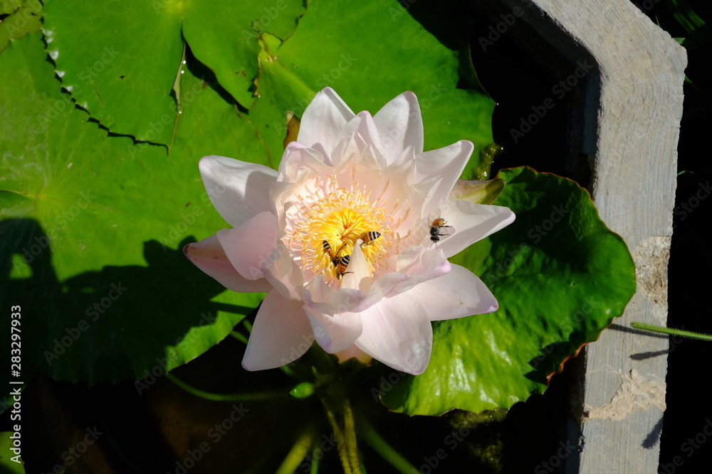 beautiful lotus flower or water lily in pond beautiful lotus flower or water lily in pond