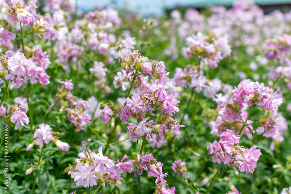 pink flowers in a meadow