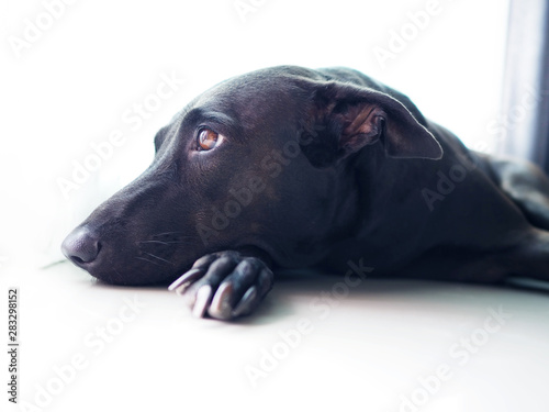 Canvas Print Close up lonely face of a black dog looking for dog owner
