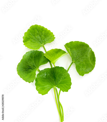 Fresh green Gotu kola, Centella asiatica leaf background , Asiatic pennywort, Indian pennywort , a ayurvedic medical herb concept