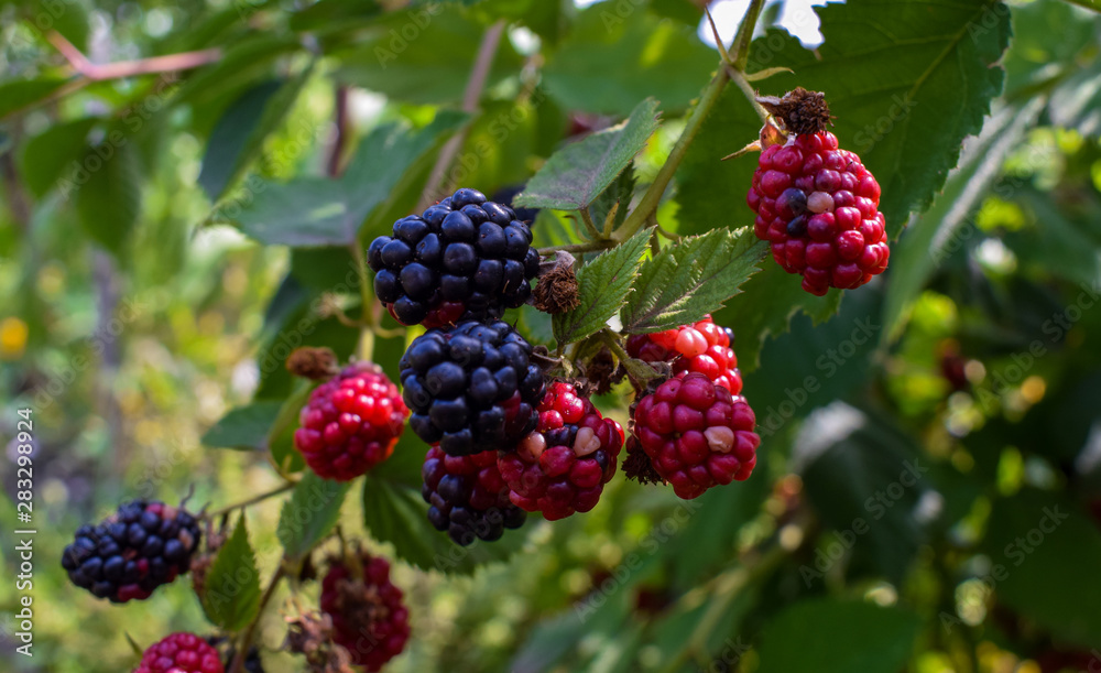 berries on a branch