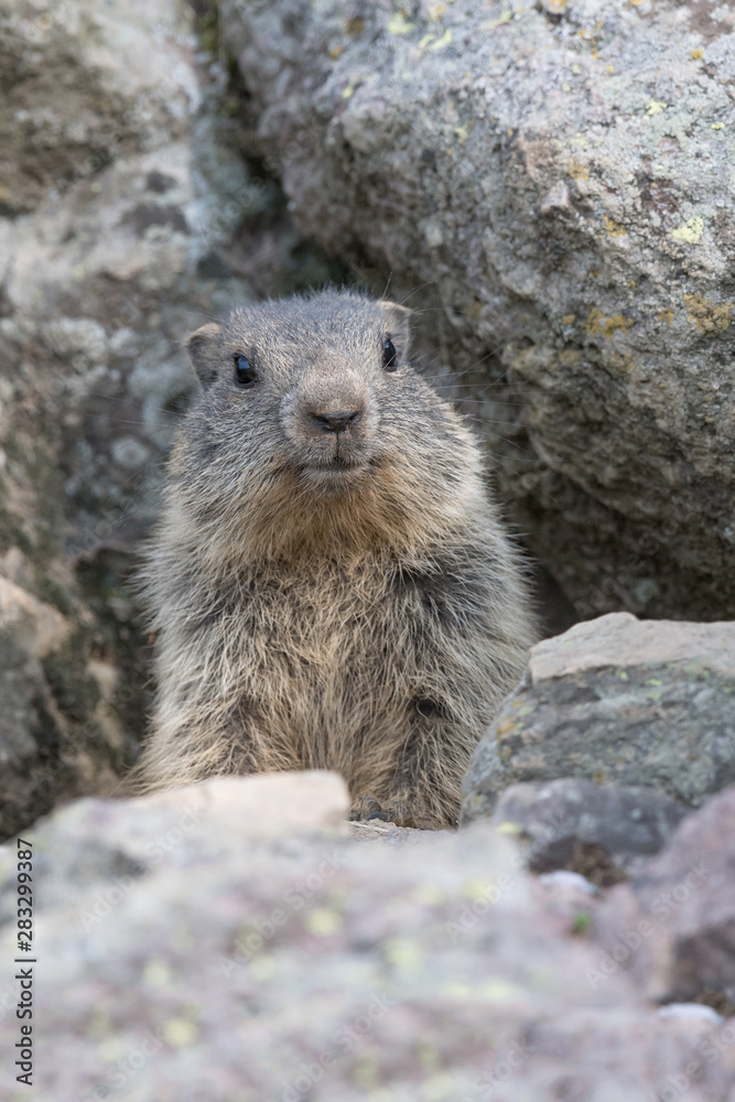 Alpine marmot near his burrow (Marmota marmota) Alpine marmot near his burrow (Marmota marmota)
