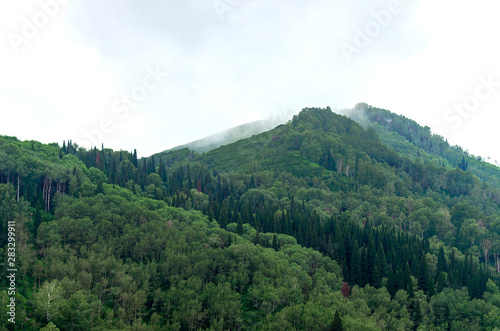Mountain Slopes of Mixed Coniferous and Deciduous Forest on a Misty Summer Morning with Clouds Flowing Low through the Peaks. Altai Mountains  Kazakhstan.