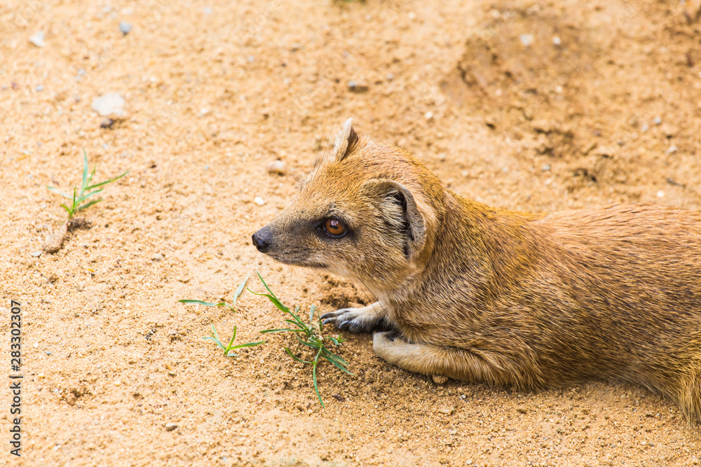 Obraz premium Funny small yellow mongoose stands on sandy clay soil. Concept of animals at the zoo. Life in captivity.