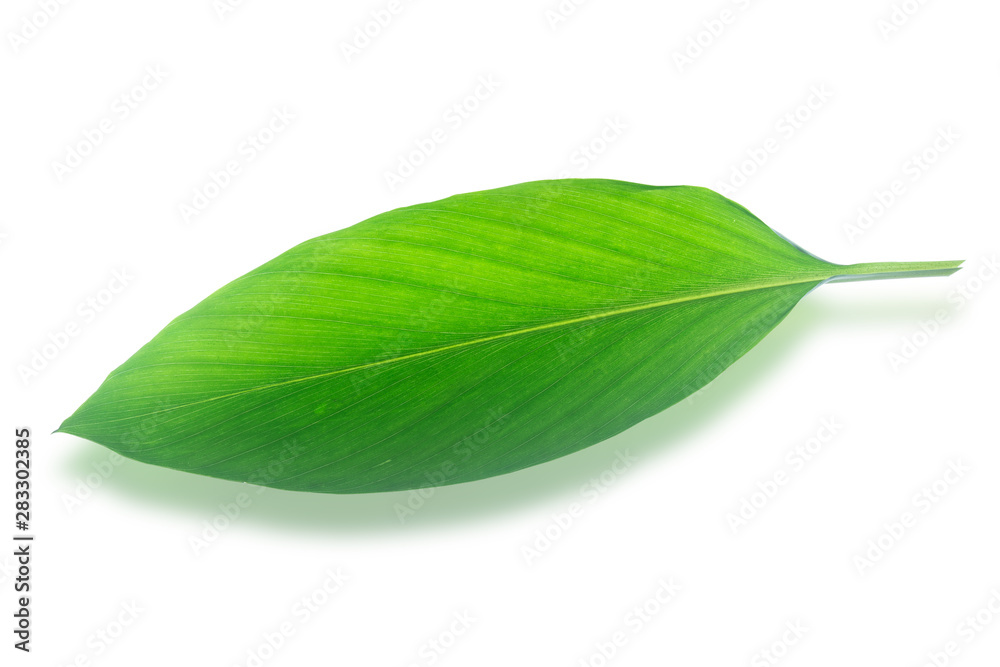Green leave isolated on white background