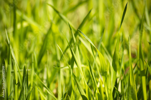 Abstract background with bright green grass, soft focus