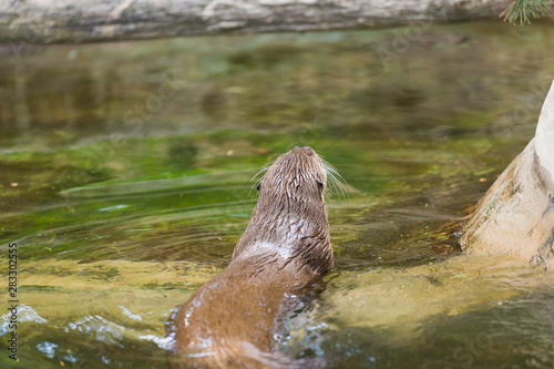 Rear view of a funny wet otter holds a mouse and swims into a secluded place. Concept of life of predatory animals and the food chain in the ecological system. Animal protection concepts.
