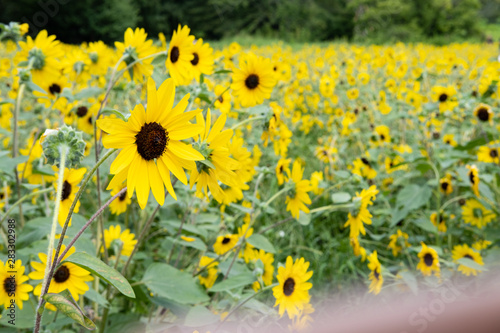 sunflower field of sunflowers