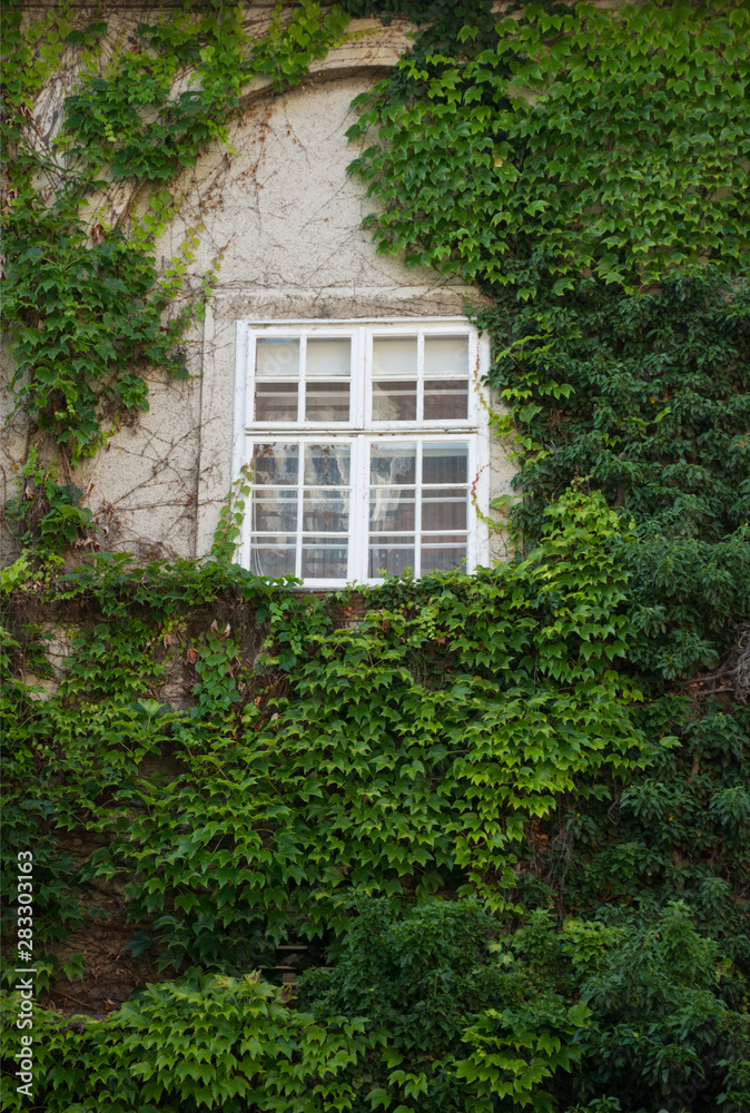 Windows and ivy in The Graz Castle courtyard, former imperial residence, in Graz, Styria region, Austria Windows and ivy in The Graz Castle courtyard, former imperial residence, in Graz, Styria region, Austria