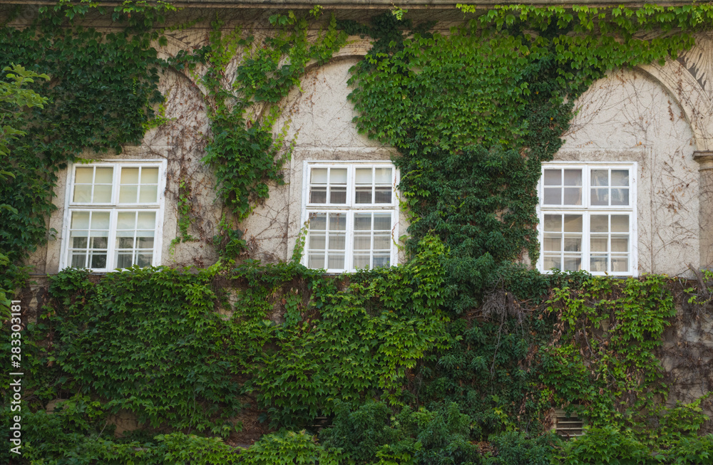 Windows and ivy in The Graz Castle courtyard, former imperial residence, in Graz, Styria region, Austria