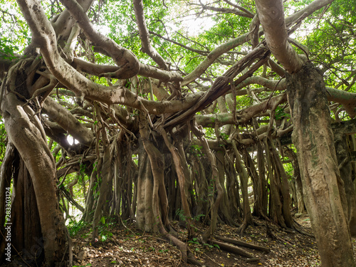 The old of banyan tree