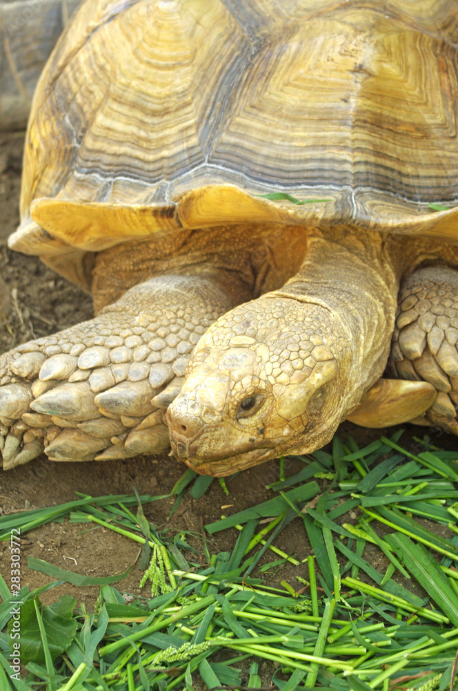 Naklejka premium 亀