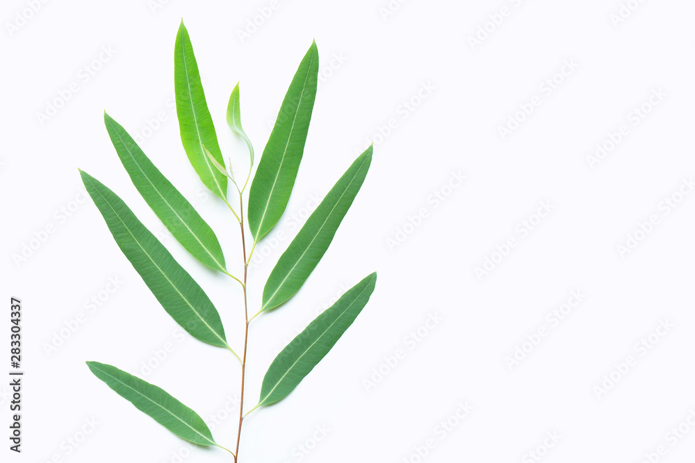 Fototapeta premium Green eucalyptus branch on white background