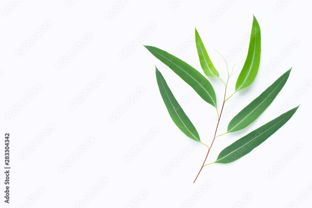 Green eucalyptus branch on white background Green eucalyptus branch on white background