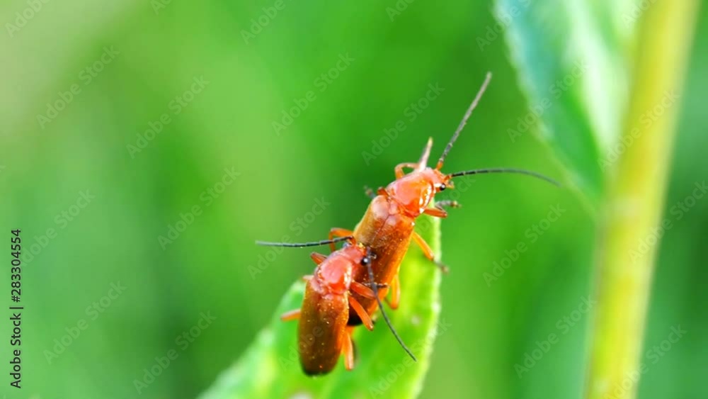 Mating of two beatles on a flower. Wild flying insects in the natural environment of summer. Mating of two beatles on a flower. Wild flying insects in the natural environment of summer.