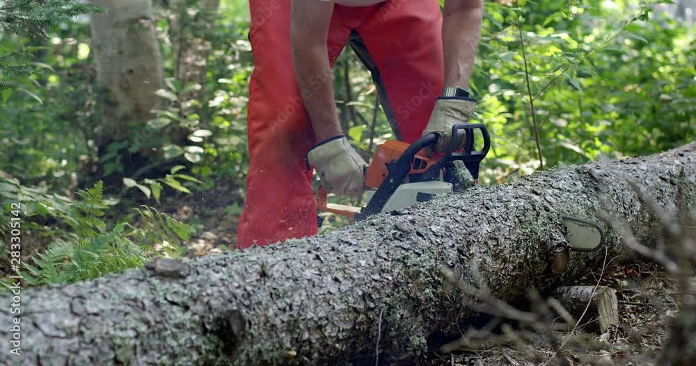 Man cutting a tree into logs with chainsaw in the woods - lumberjack Man cutting a tree into logs with chainsaw in the woods - lumberjack