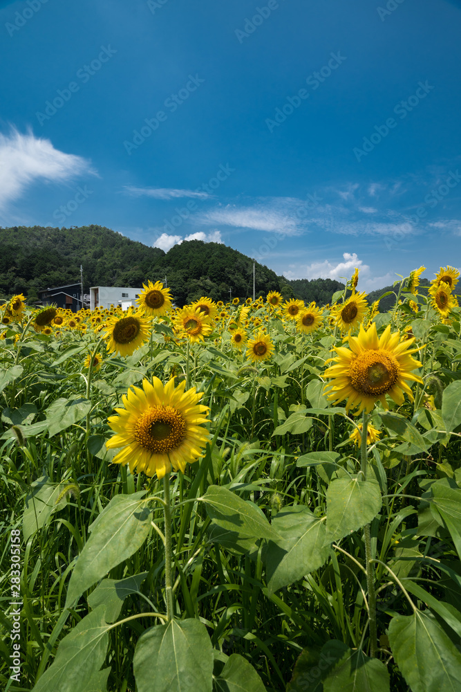 兵庫県　ひまわりと夏の原風景
