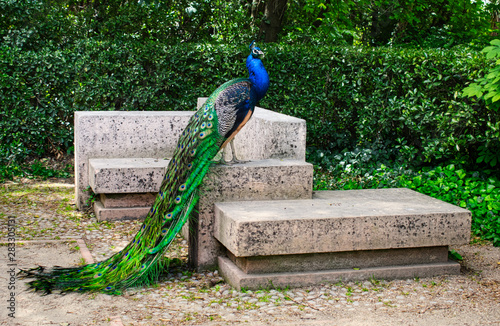 Pavo Real en el Campo Grande photo