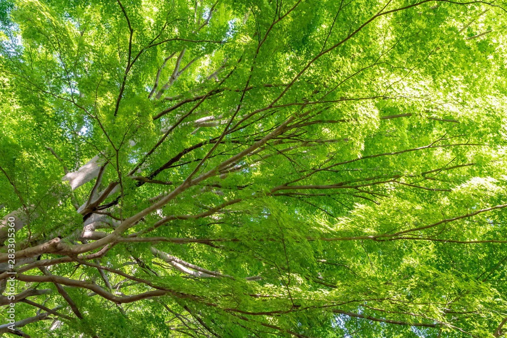 Fototapeta premium 楓 新緑