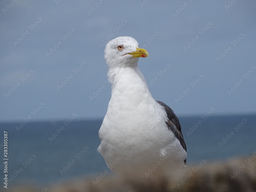 Fototapeta premium Goeland